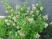 Viburnum odoratissimum
