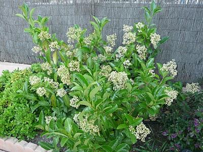 Viburnum odoratissimum