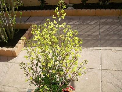 Col de jardín (Brassica oleracea)
