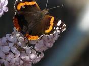 bellas mariposas