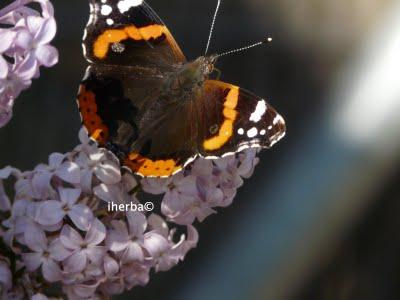 Dos bellas mariposas