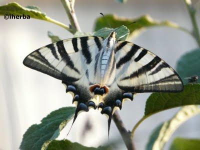 Dos bellas mariposas