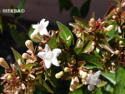 La Abelia está floreciendo