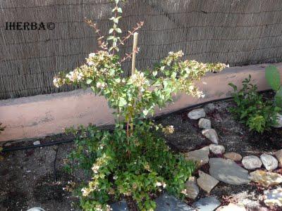 La Abelia está floreciendo