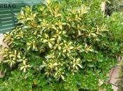 Evonimus (Euonymus)