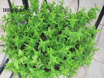 Hierbabuena (Mentha piperita )