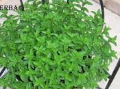 Sándalo (Mentha spicata)