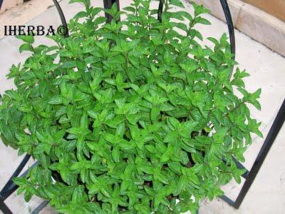 Sándalo (Mentha spicata)