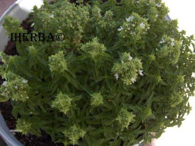 Albahaca (Ocimum basilicum )