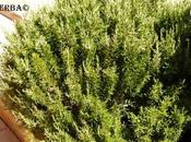Romero Rosmarinus officinalis