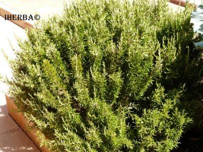 Romero ( Rosmarinus officinalis )