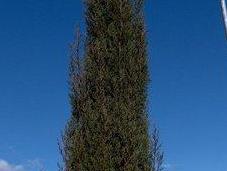 Ciprés común (Cupressus sempervirens