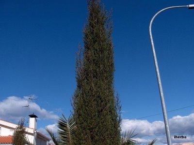 Ciprés común (Cupressus sempervirens )