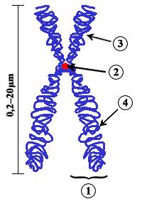 Archivo:Chromosome-upright.png