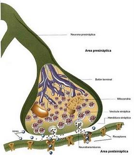 MENTE (O LO QUE SEA) Y CEREBRO