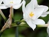 Narcissus papyraceus Gawl