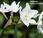 Narcissus papyraceus Gawl