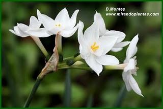 Narcissus papyraceus Ker Gawl