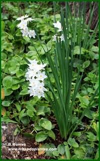 Narcissus papyraceus Ker Gawl