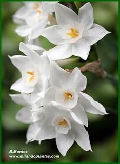 Narcissus papyraceus Ker Gawl