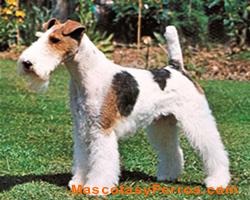 Fox Terrier perros