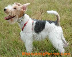 Fox Terrier perros