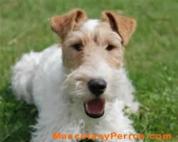 Fox Terrier perros