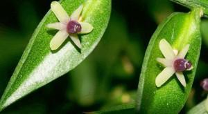 Rusco Más remedios para la hemorroides y varices