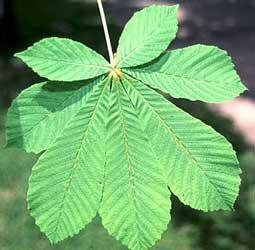 Castaño de indias para venas varicosas