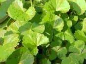 Gotu Kola mejora circulación casos varices celulitis