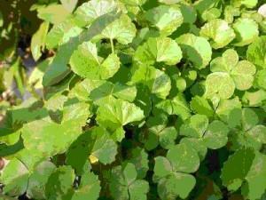 Gotu Kola mejora la circulación en casos de varices y celulitis