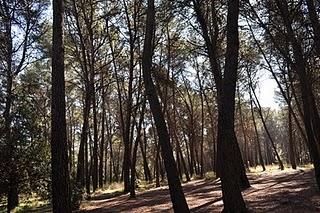 De paseo por el bosque