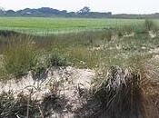 playa Mangueta construye mucho lloriqueé Alcalde.