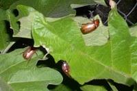 La invasión de los caculos