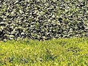 Viento Necesario Matilda Manzana