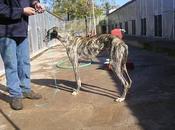 denuncia perrera-matadero olivenza sigue tortuoso curso.