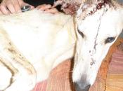 Galgo atropellado necesita acogida Zafra
