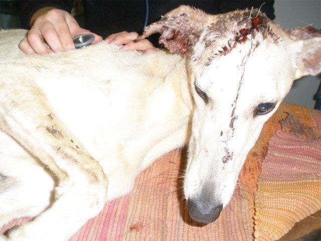 Galgo atropellado necesita acogida en Zafra