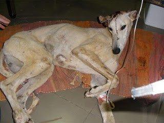 Galgo atropellado necesita acogida en Zafra