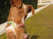 NANA QUEDA ACOGIDA. Parvo acecha