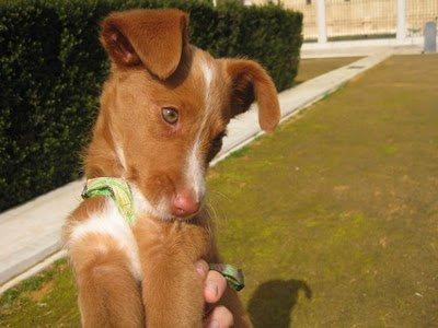 NANA SE QUEDA SIN ACOGIDA. La Parvo la acecha