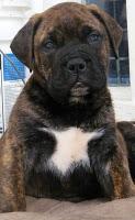 Bull Mastif Puppy