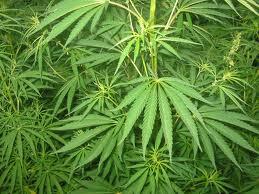 Marihuana Modificada Para Uso Medicinal
