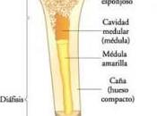 Nutrición para huesos