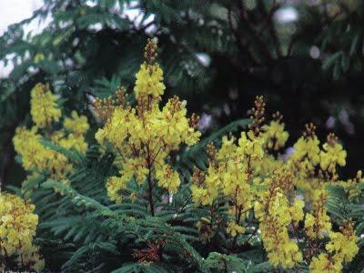 Ibirá Pitá - Peltophorum dubium