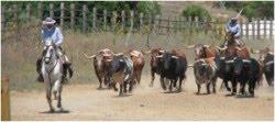 Toros y caballos a campo abierto