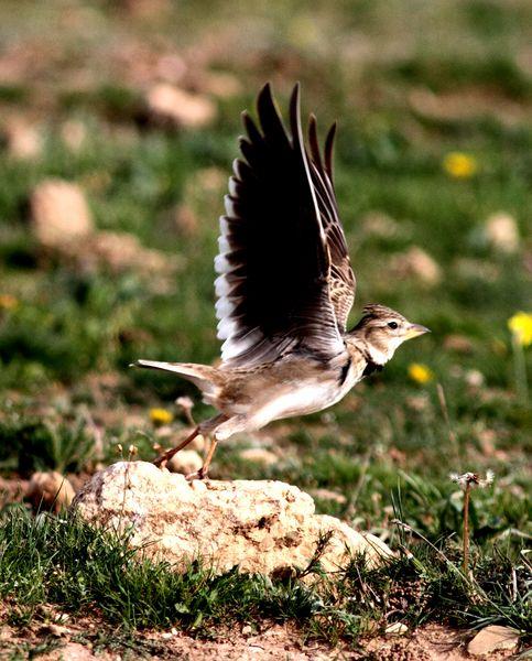 SABADO POR PITILLAS Y BARDENAS REALES DE NAVARRA
