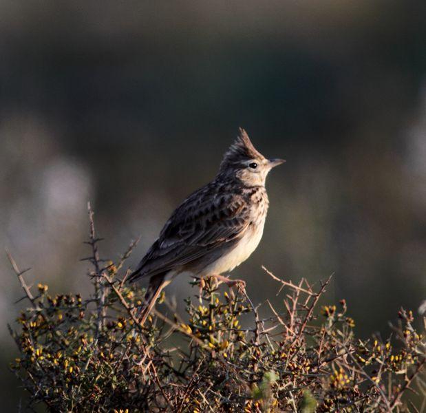 SABADO POR PITILLAS Y BARDENAS REALES DE NAVARRA