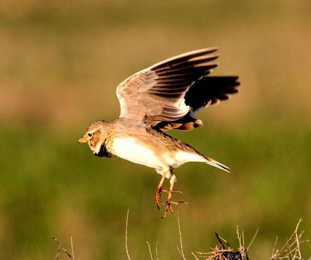 SABADO POR PITILLAS Y BARDENAS REALES DE NAVARRA
