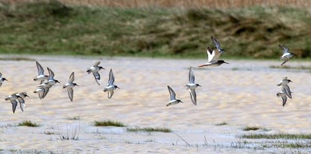 SABADO POR PITILLAS Y BARDENAS REALES DE NAVARRA